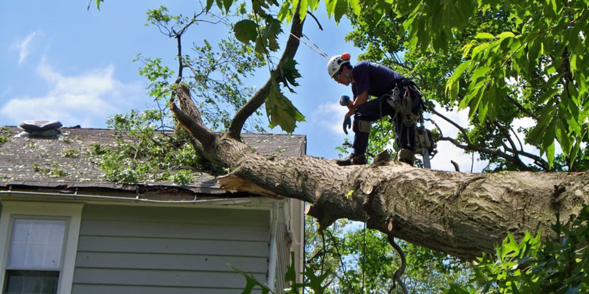 Tree Removal Services